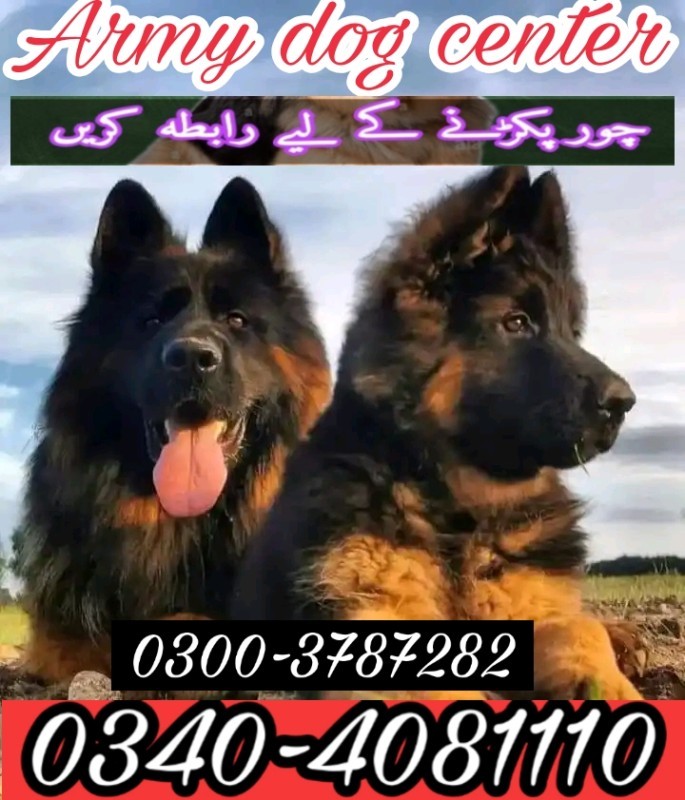 Army Dog Center Hyderabad 03003787282