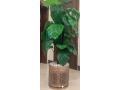 planter-available-for-sale-small-1