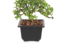 jade-plant-bonsai-and-money-plant-small-0