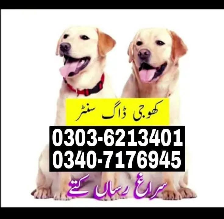 Army Dog Center Okara 03036213401 ! Khoji Dogs Okara khoji kutte okara