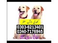 army-dog-center-okara-03036213401-khoji-dogs-okara-khoji-kutte-okara-small-0