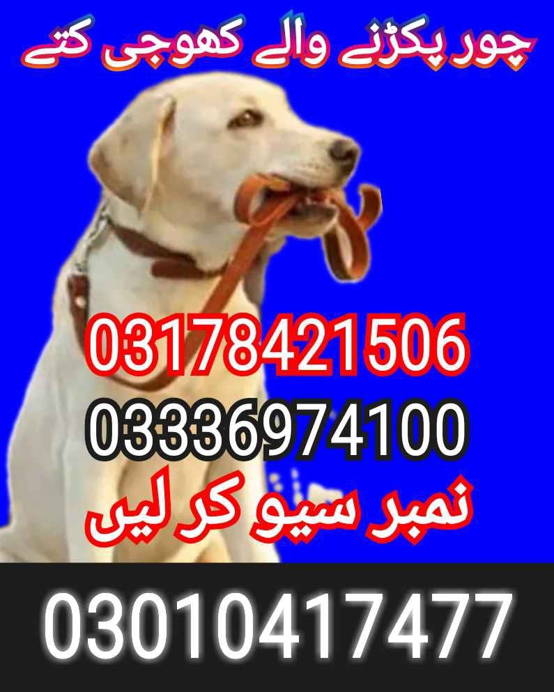 Army dog center 03010417477