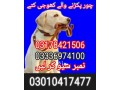 army-dog-center-pakistan-03178421506-small-0