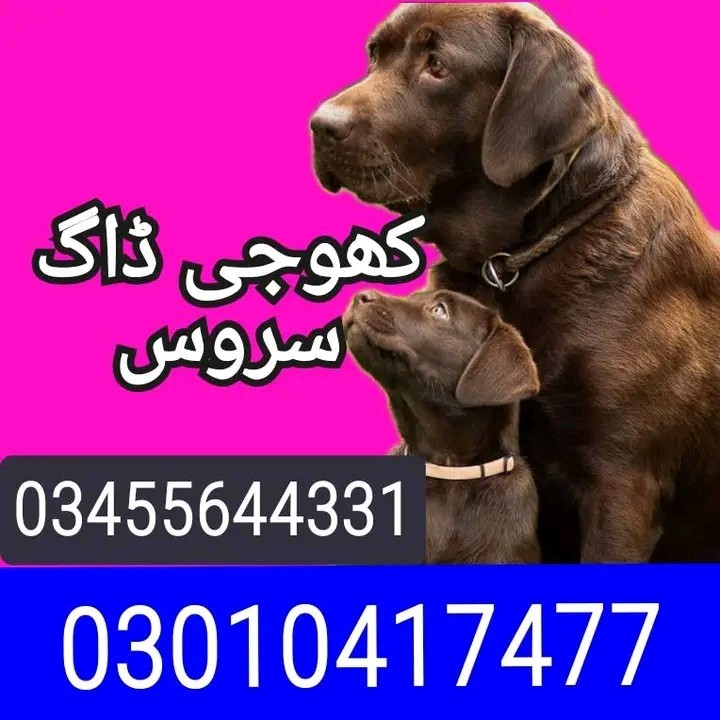 Army dog centre 03455644331 (کھوجی ڈاگ)