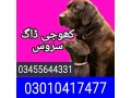 army-dog-centre-03455644331-kogy-ag-small-0