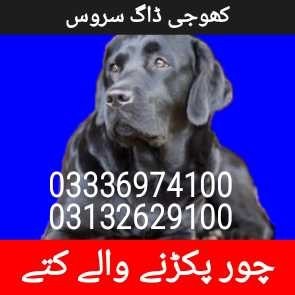 Dog center 03336974100 (sniffer dogs)