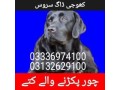 dog-center-03336974100-sniffer-dogs-small-0