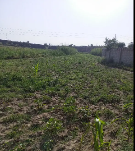 70 Kanal Agriculture Land For Sale In Mangwal
