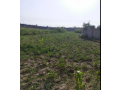 70-kanal-agriculture-land-for-sale-in-mangwal-small-1