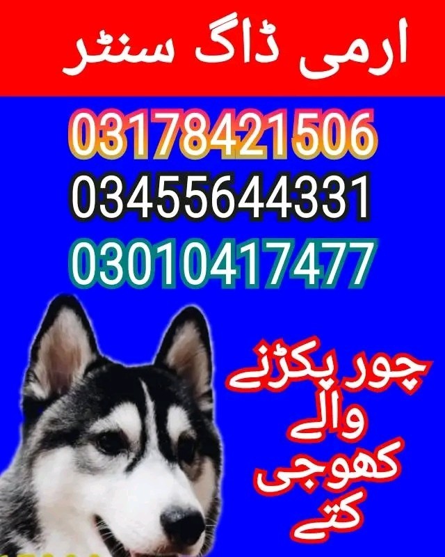 Army dog center pakistan 03455644331