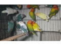 love-birds-for-sale-small-0