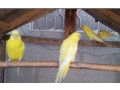 australian-red-eyes-breeder-pairs-for-sale-with-eggs-small-0