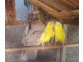 australian-red-eyes-breeder-pairs-for-sale-with-eggs-small-2