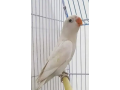 albino-split-red-eyes-small-1