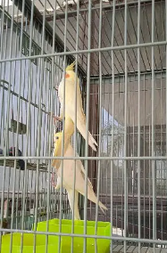 Cocktail parrots for sale