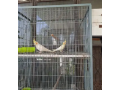 cocktail-parrots-for-sale-small-2