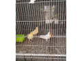 cocktail-parrots-for-sale-small-1