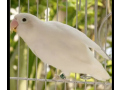 love-bird-albino-split-red-i-creemino-small-1