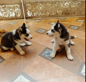 Husky puppy | siberian husky puppies | hasky | dog for sale