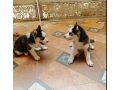 husky-puppy-siberian-husky-puppies-hasky-dog-for-sale-small-0