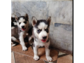 husky-puppy-siberian-husky-puppies-hasky-dog-for-sale-small-1