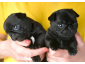 pug-dog-for-sale-puppy-small-0