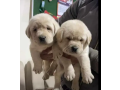 british-labrador-retriever-puppies-small-0