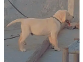 labrador-male-puppy-small-0