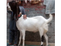 mashaallah-big-size-qurbani-2024-bakra-small-2