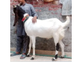 mashaallah-big-size-qurbani-2024-bakra-small-0