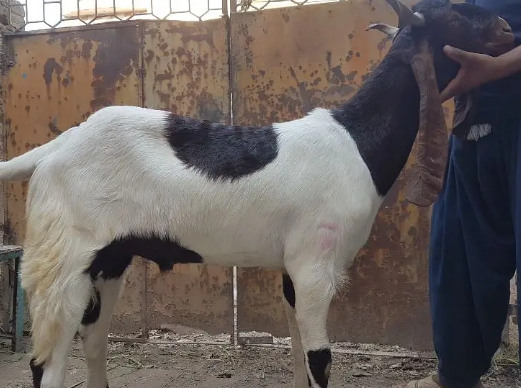 Qurbani Goats for 2024