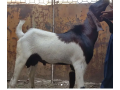qurbani-goats-for-2024-small-2