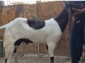 qurbani-goats-for-2024-small-0