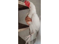 heera-chicks-paper-white-herahira-aseel-chick-small-2