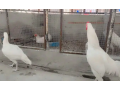 heera-chicks-paper-white-herahira-aseel-chick-small-1