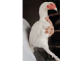 heera-chicks-paper-white-herahira-aseel-chick-small-4