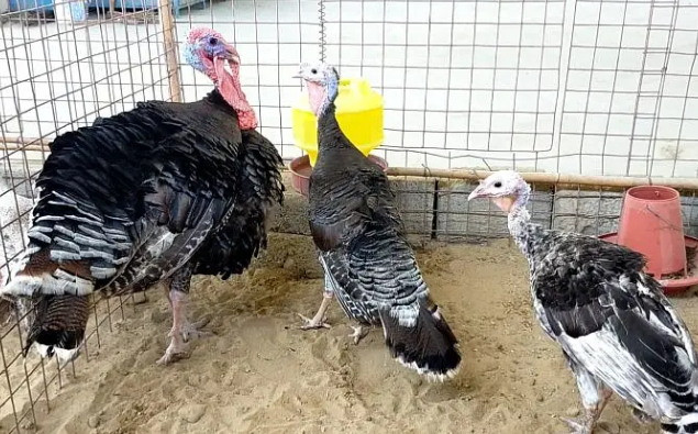 Turkey Chicks Available 03100024337