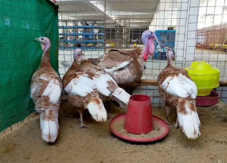 Turkey Chicks Available 03100024337