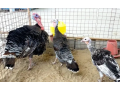turkey-chicks-available-03100024337-small-1