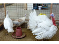 turkey-chicks-available-03100024337-small-0