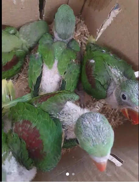 Raw parrot chiks