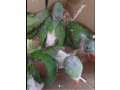 raw-parrot-chiks-small-0