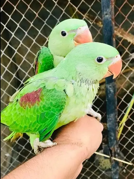Pure kashmiri jamboo size raw parrots