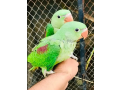 pure-kashmiri-jamboo-size-raw-parrots-small-0