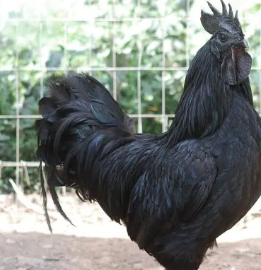 Ayam cemani Males & chicks available