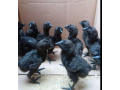 ayam-cemani-males-chicks-available-small-1