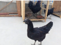 ayam-cemani-males-chicks-available-small-2