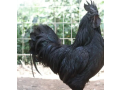 ayam-cemani-males-chicks-available-small-0