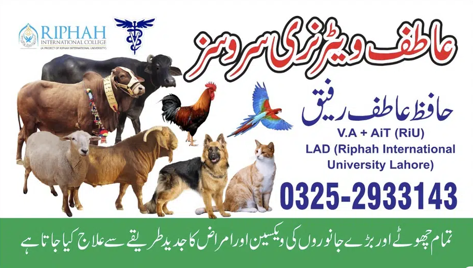 Animal doctor Available (Veternairy doctor)