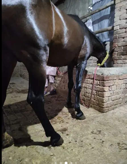 Horse for Sale Age 4 Year Old ,Jhang Breed,Neat and Clean